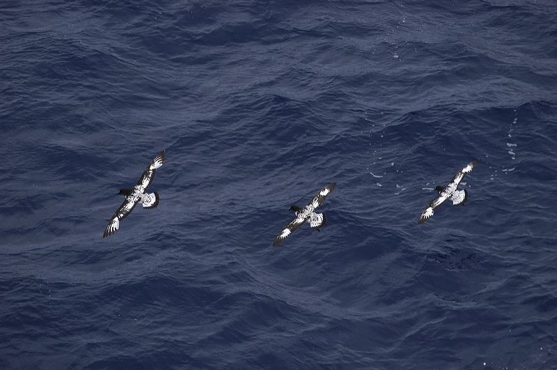 1st_humpbacks056.jpg