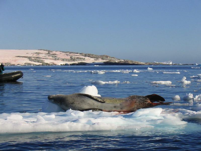 antarctica3_080.jpg
