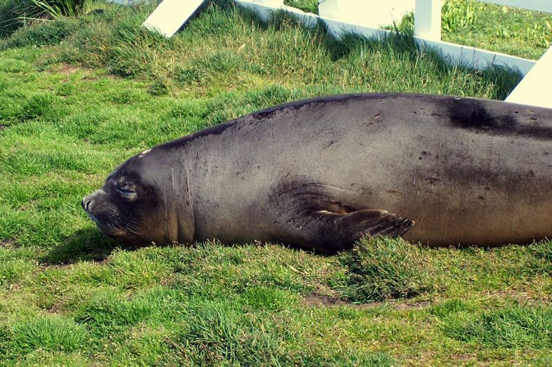grytviken_013.jpg