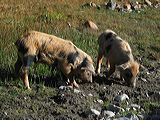 img_3287