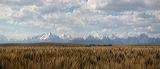 pan2978_2979p