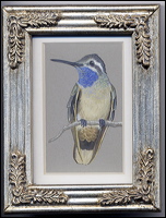 hummingbirdblue