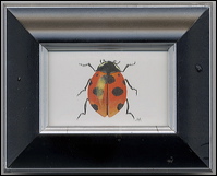 ladybug