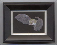 pallidbatjf