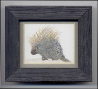 porcupine