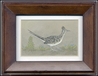 roadrunner