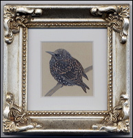 starling
