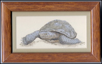 tortoise