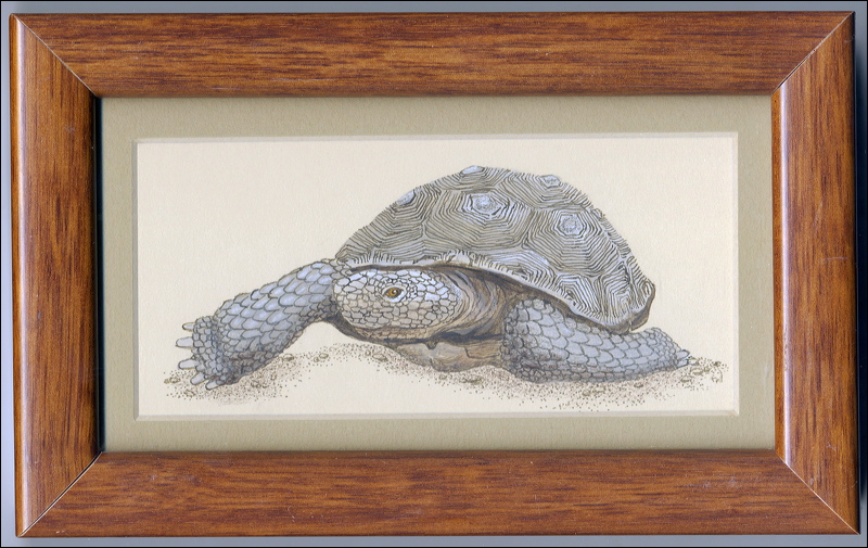 tortoise.jpg